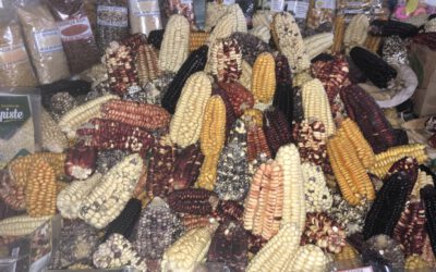 Wer die Saat hat, hat das sagen